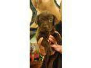 Labrador Retriever Puppy for sale in Klamath Falls, OR, USA