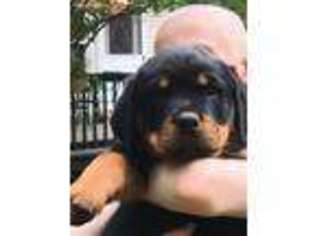 Rottweiler Puppy for sale in Brockport, NY, USA