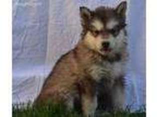 Alaskan Malamute Puppy for sale in Homedale, ID, USA