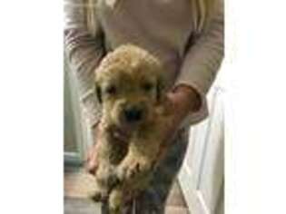 Labradoodle Puppy for sale in Taylorville, IL, USA