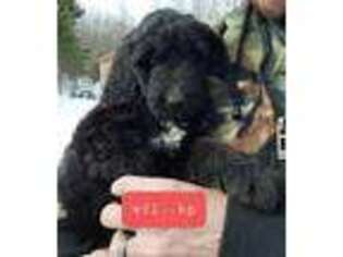 Goldendoodle Puppy for sale in Stockton Springs, ME, USA