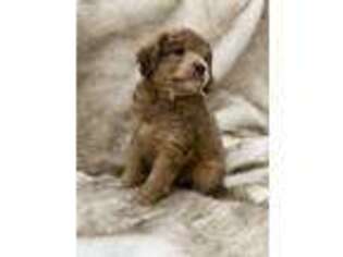 Mutt Puppy for sale in Valley Head, AL, USA