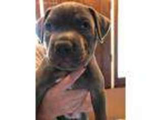 Mutt Puppy for sale in Meansville, GA, USA