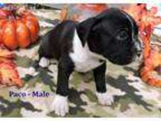 Boxer Puppy for sale in Chesnee, SC, USA