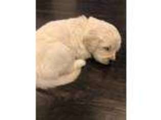 Mutt Puppy for sale in Fallon, NV, USA