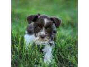 Mutt Puppy for sale in Rigby, ID, USA