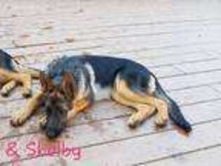 German Shepherd Dog Puppy for sale in Veneta, OR, USA