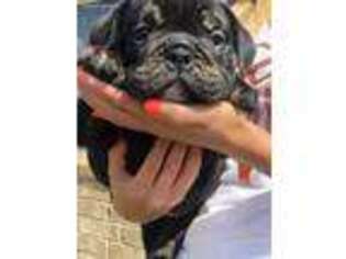 Bulldog Puppy for sale in Corpus Christi, TX, USA