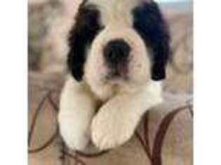 Saint Bernard Puppy for sale in Chesapeake, VA, USA