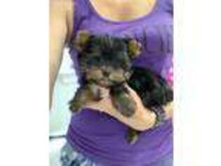 Yorkshire Terrier Puppy for sale in Big Cove Tannery, PA, USA