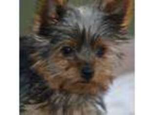 Yorkshire Terrier Puppy for sale in Fredericksburg, PA, USA