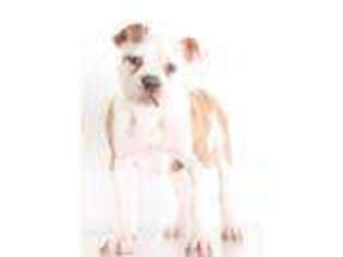 American Bulldog Puppy for sale in Crystal, MI, USA