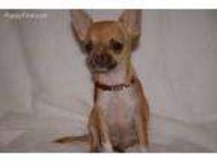 Chihuahua Puppy for sale in Sonora, CA, USA