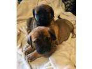 Mutt Puppy for sale in Troy, ID, USA