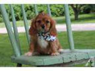 Cavalier King Charles Spaniel Puppy for sale in EDEN VALLEY, MN, USA