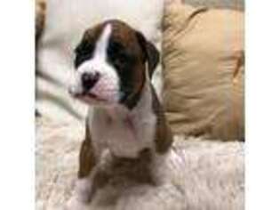 Boxer Puppy for sale in Athens, GA, USA