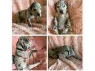 Great Dane Puppy for sale in Dover, DE, USA