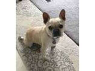 French Bulldog Puppy for sale in Deford, MI, USA
