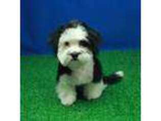 Mal-Shi Puppy for sale in Hickory, NC, USA