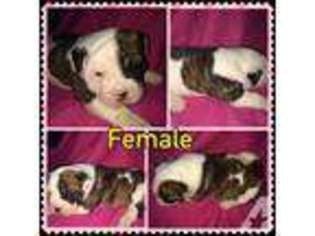 Olde English Bulldogge Puppy for sale in JERSEY SHORE, PA, USA