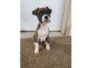 Boxer Puppy for sale in Jasper, MN, USA