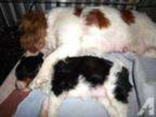 Cavalier King Charles Spaniel Puppy for sale in WEST SALEM, WI, USA