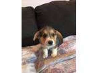 Pembroke Welsh Corgi Puppy for sale in Tyler, TX, USA
