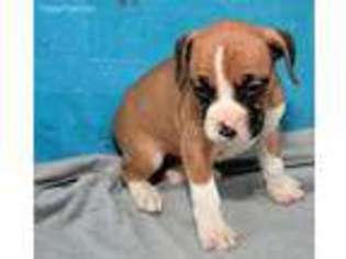 Boxer Puppy for sale in Lagrange, IN, USA