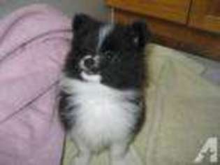 Pomeranian Puppy for sale in PORTLAND, OR, USA
