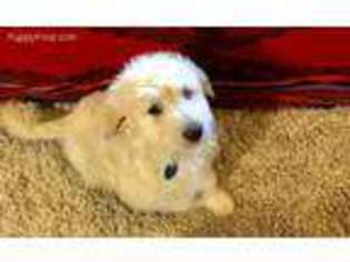 Labradoodle Puppy for sale in Cave Junction, OR, USA