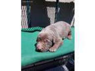 Labrador Retriever Puppy for sale in Redmond, OR, USA