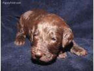 Labradoodle Puppy for sale in Munford, AL, USA