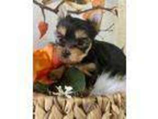 Yorkshire Terrier Puppy for sale in Daggett, MI, USA