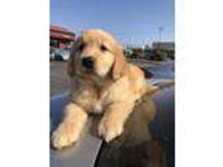 Golden Retriever Puppy for sale in Lindsay, CA, USA