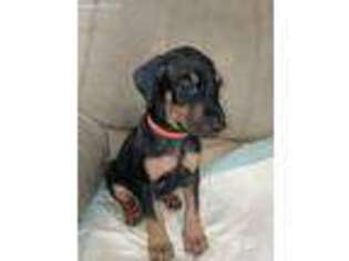 Doberman Pinscher Puppy for sale in Evans, CO, USA
