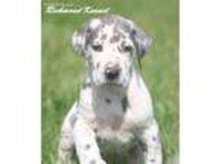 Great Dane Puppy for sale in London, OH, USA