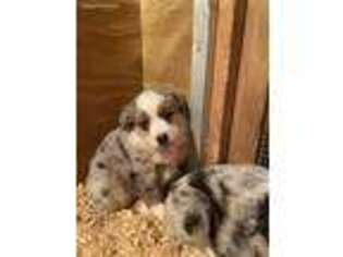 Miniature Australian Shepherd Puppy for sale in Thomaston, GA, USA