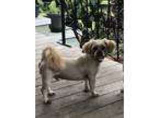 Lhasa Apso Puppy for sale in Mobile, AL, USA