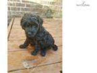 Labradoodle Puppy for sale in Wilmington, NC, USA