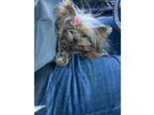 Yorkshire Terrier Puppy for sale in Cave Creek, AZ, USA