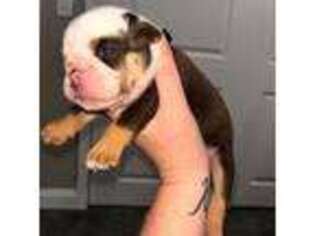 Bulldog Puppy for sale in Macclenny, FL, USA