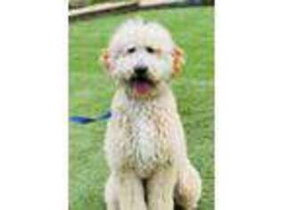 Goldendoodle Puppy for sale in Durham, NC, USA