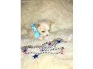 Chihuahua Puppy for sale in Blackfoot, ID, USA