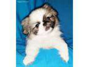 Pekingese Puppy for sale in Tulsa, OK, USA