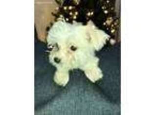Maltese Puppy for sale in Tinley Park, IL, USA