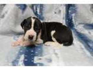 Great Dane Puppy for sale in Springfield, MO, USA