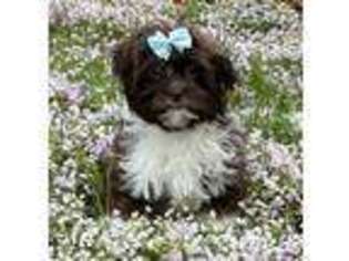 Shih-Poo Puppy for sale in Hagerstown, MD, USA