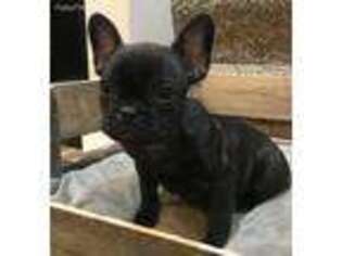 French Bulldog Puppy for sale in Lyons, OH, USA