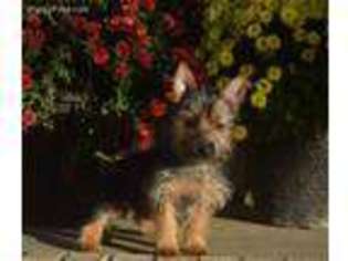 Silky Terrier Puppy for sale in Buncombe, IL, USA