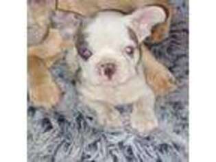 French Bulldog Puppy for sale in Erie, PA, USA